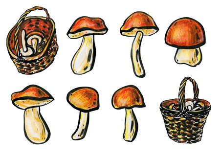 Mushrooms and wicker baskets. Autumn concept. Porcini mushrooms, boletus and cap boletus close up. Mushrooms with red-brown hats and white legs. Side view.の写真素材