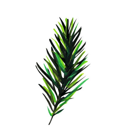 Fluffy green branch of pine or spruce. Design Element for Christmas. Isolated on White Background. Bright graphic illustration.の写真素材