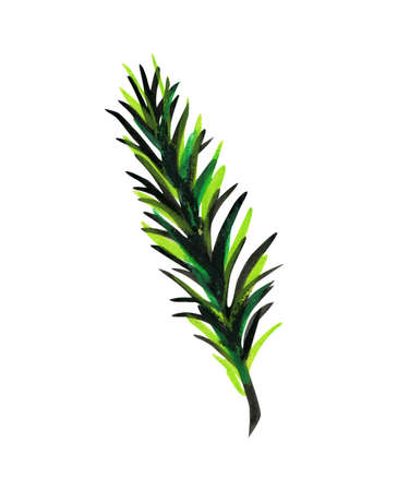 Fluffy green branch of pine or spruce. Design Element for Christmas. Isolated on White Background. Bright graphic illustration.の写真素材