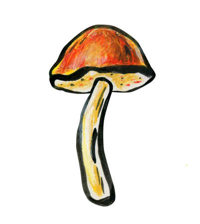 One mushroom close up. Autumn concept. Cep or boletus. Mushroom with a red-brown hat and a white leg. Side view.の写真素材