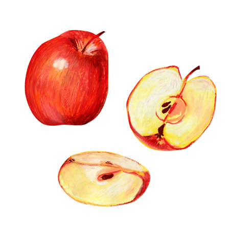 A set of red apples. A whole juicy ripe glossy fruit, half and sliced part. Hand-drawn oil pastel illustration for food label design.の写真素材