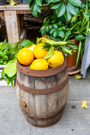 An old small barrel with lemons and their leaves on a wooden floor. In the background are various plants.の写真素材