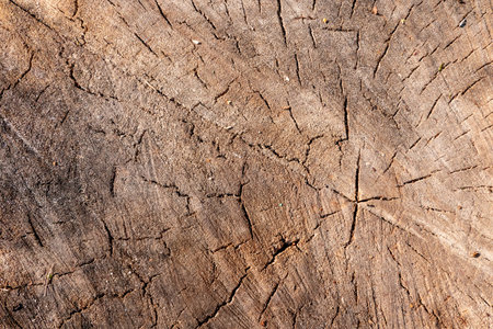 A wooden surface with cracks as background or base, photographed obliquely.