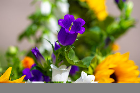 A purple bellflower in the foreground and several white bellflowers in the background on a bouquet of flowersの写真素材