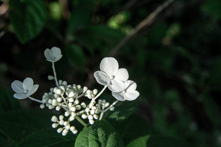 Some flowers of the white Chinese hydrangea, illuminated by the sun, in the midst of other green...
