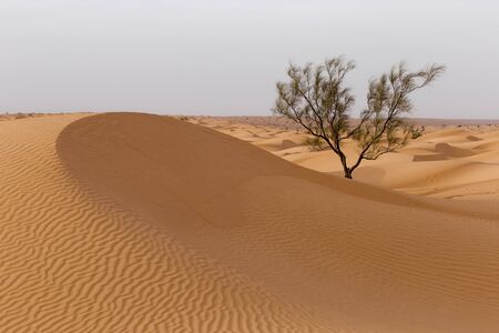 Lonely tree in the desertの写真素材