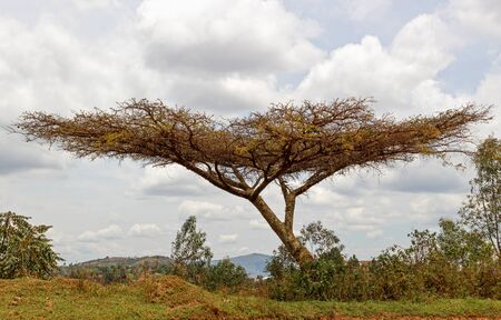 A tree with horizontal foliage at the edge of the slopeの写真素材