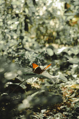 Amazing butterfly in a Guatemalan reserveの写真素材