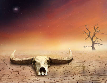 Bull skull in the desertの写真素材