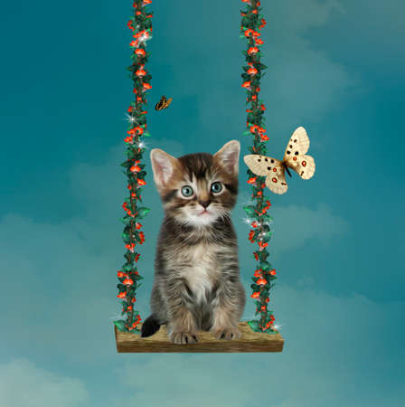 Beautiful cat in a flowered hammock and butterfly in the skyの写真素材