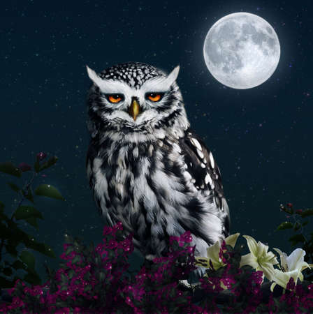 Photomanipulation of an owl at night with full moonの写真素材