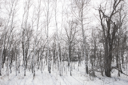 Forest belt from birches in winterの写真素材