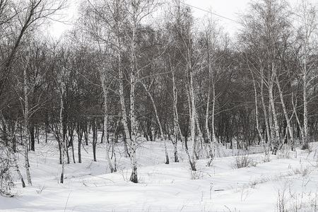 Forest belt from birches in winter_2の写真素材