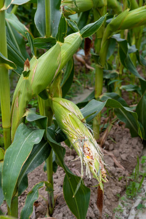 corn fields strewn with corn.