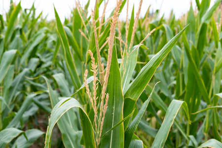 corn fields strewn with corn.