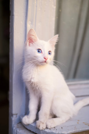 Little white cat with blue eyes.の写真素材