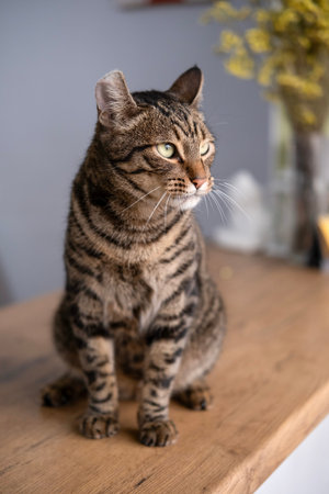 A beautiful cat with a tiger color.