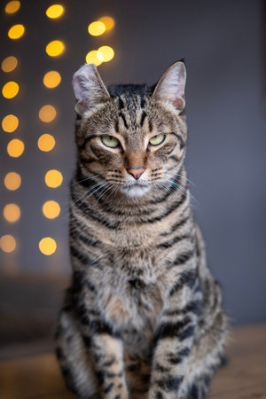 A beautiful cat with a tiger color.