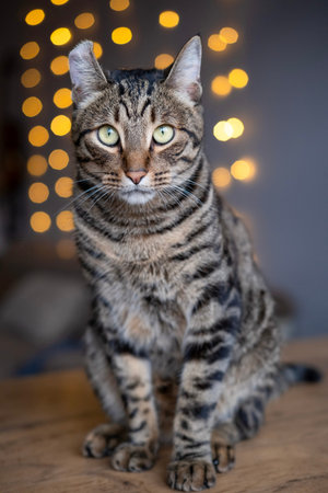 A beautiful cat.