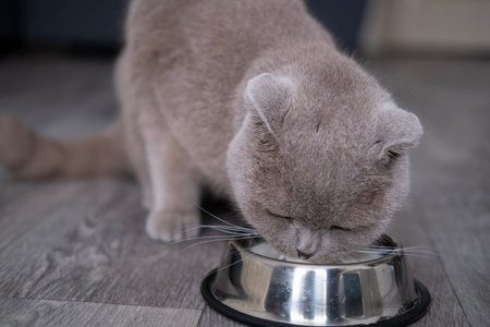 Cute funny cat playing.