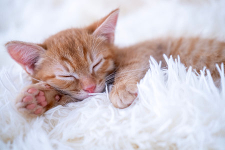 Cute funny cat playing.の写真素材