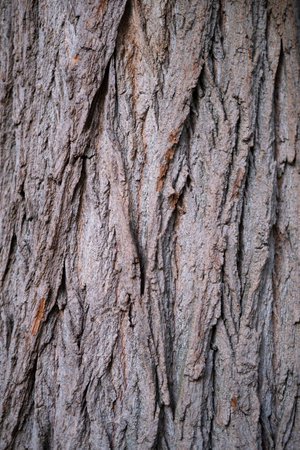 Oak tree bark background.