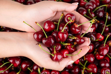 A handful of cherries in the palms of a girl against the background of cherries.の写真素材