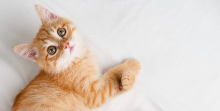 Little red kitten lying on a white sheet.