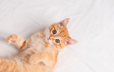 Little red kitten lying on a white sheet.