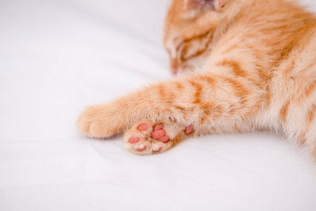 Little red kitten lying on a white sheet.の写真素材