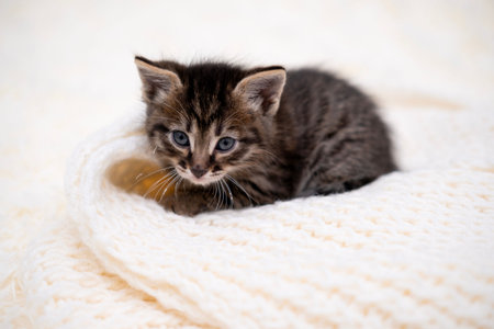 Cute kitten playing on a white blanket.