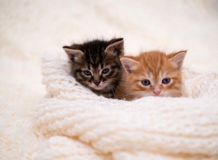 Cute kittens playing on a white blanket.の写真素材