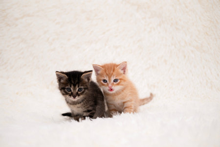 Cute kitten playing on a white blanket.の写真素材