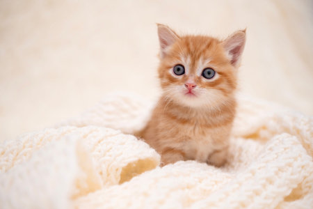 Cute kitten playing on a white blanket.の写真素材