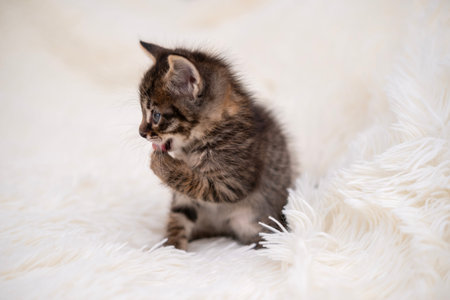Cute kitten playing on a white blanket.の写真素材