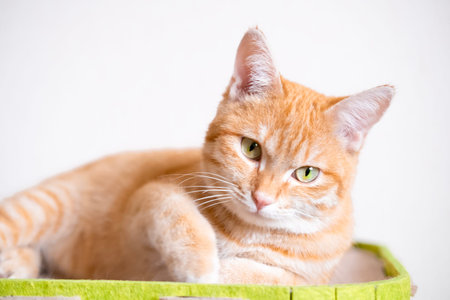 Red cat lying on a green house.の写真素材