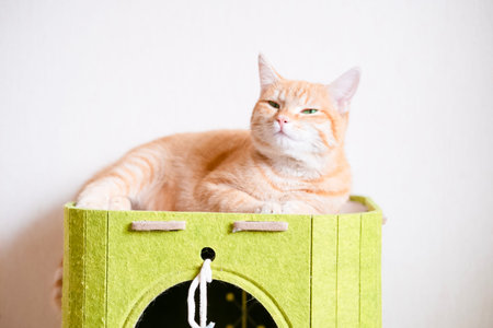 Red cat lying on a green house.の写真素材