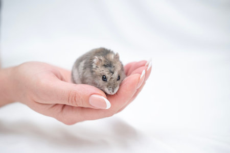 Little hamster in the girl's hand.