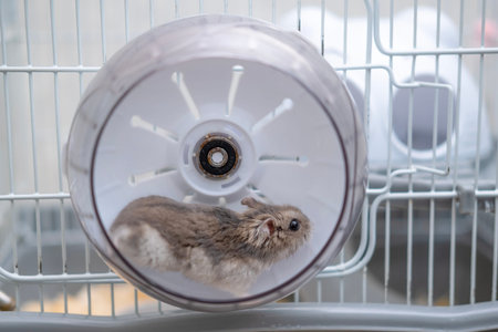 Little hamster running in a wheel.の写真素材