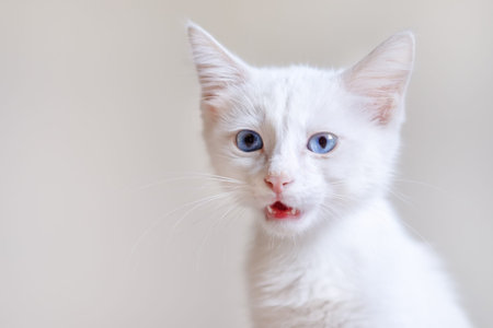 Little White Kitten With Blue Eyes.の写真素材