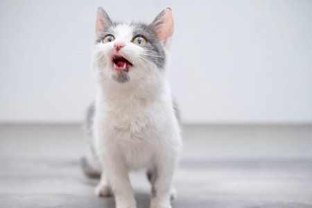 White kitten with spots sitting on the floor.の写真素材