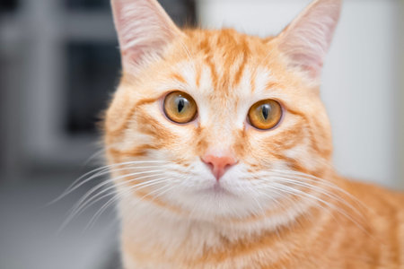 Cat sitting on the floor and looking.の写真素材