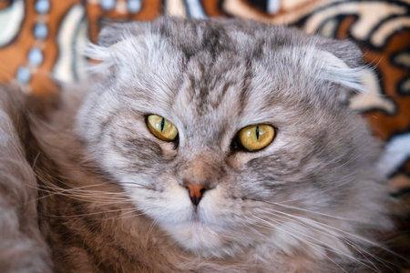 Gray Cat Lying On Sofa Outside.