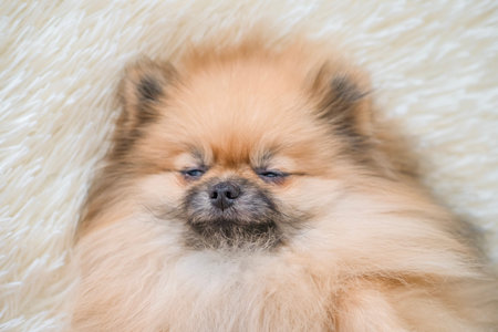 A small Pomeranian Spitz is lying on the .の写真素材