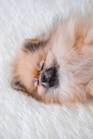 A small Pomeranian Spitz is lying on the .の写真素材