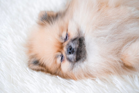 A small Pomeranian Spitz is lying on the .の写真素材