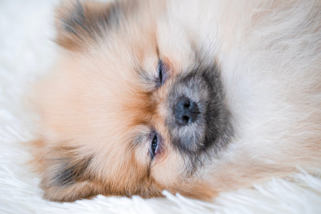 A small Pomeranian Spitz is lying on the .の写真素材