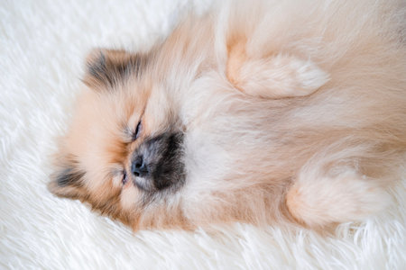 A small Pomeranian Spitz is lying on the .の写真素材