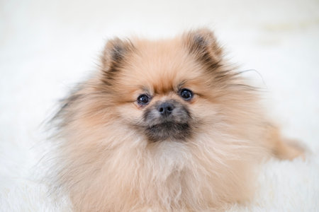 A small Pomeranian Spitz is lying on the .の写真素材