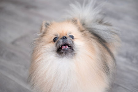 The Pomeranian Spitz sits on the floor.の写真素材